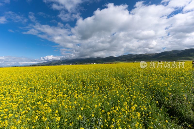 青海湖油菜花