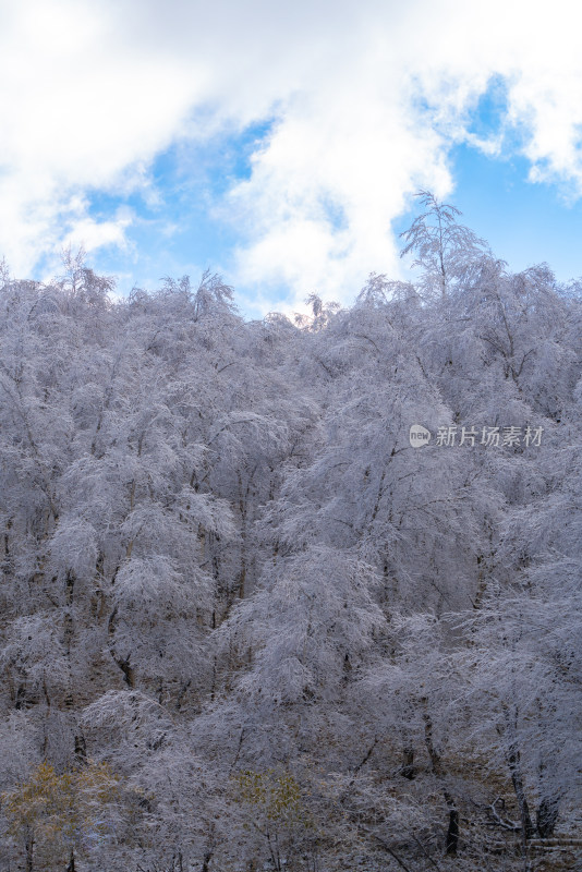 雪后银装素裹的树林美景