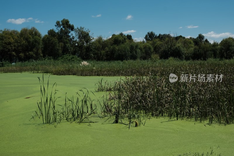 长满浮萍的水域及岸边植被