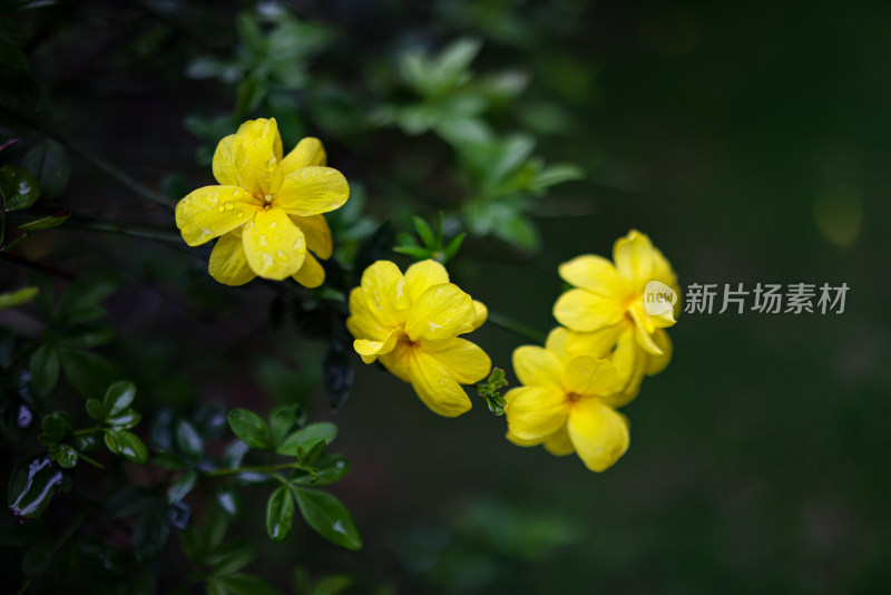 迎春花 春天 小黄花