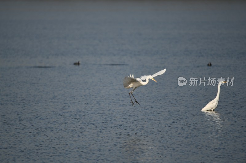 水中野生白鹭