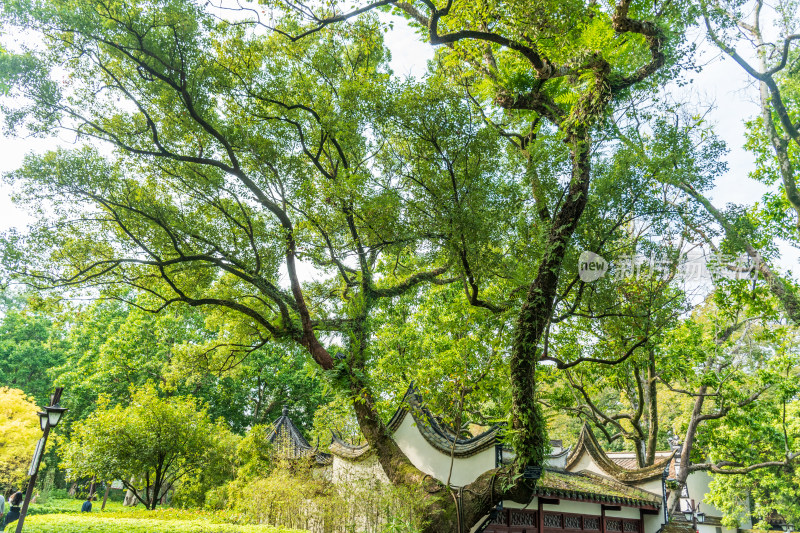 福州西湖公园秋景