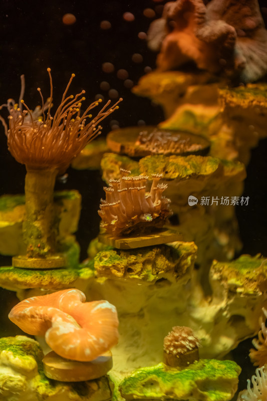 海缸水生物