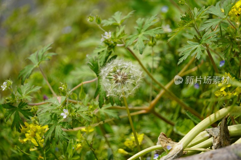 蒲公英植物