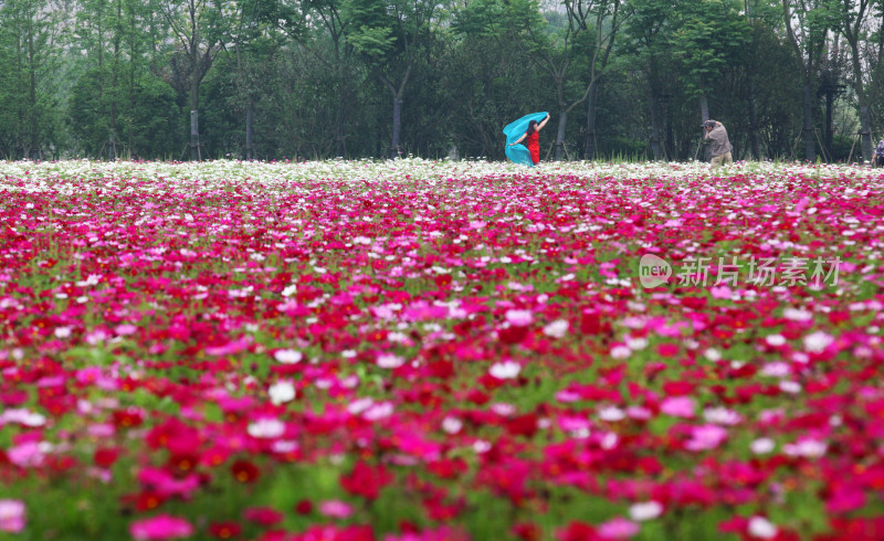 虞美人秋英花格桑花花海