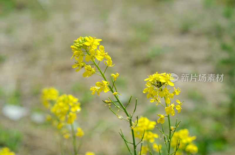 春天的油菜花特写