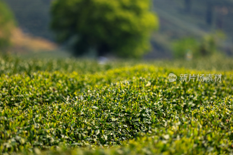 中国杭州龙坞春天里的茶园风光