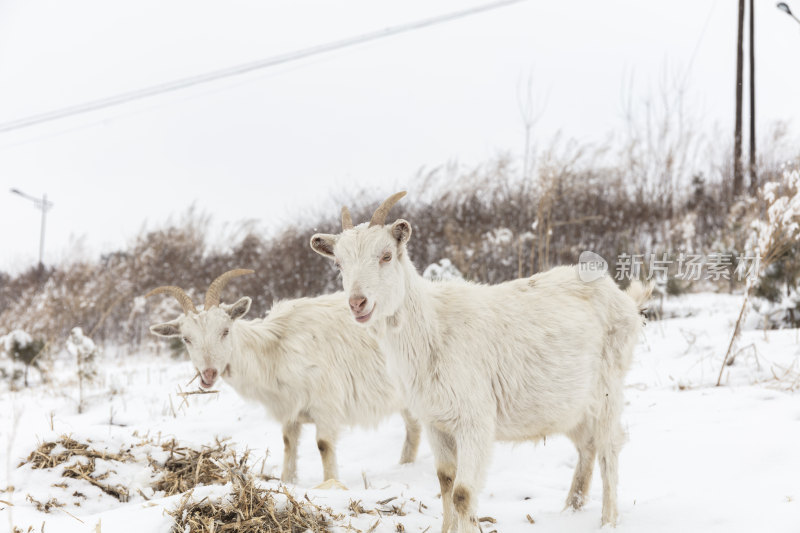 冬季牧羊