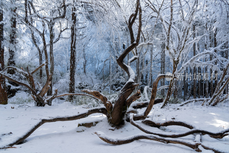 雪后峨眉山树林中一棵形状奇怪的树