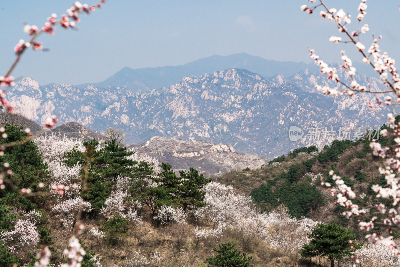 春天北京山区盛开的山杏花和远山