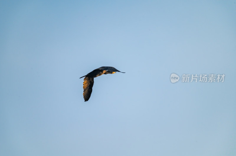 洛阳洛河边湿地里空中飞翔的鱼鹰（鸬鹚）