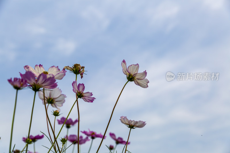 四季花卉盆景格桑花