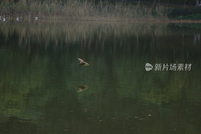 飞鸟掠过平静湖面