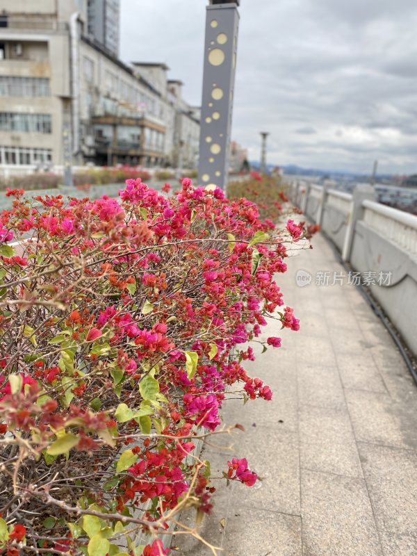 路边盛开鲜艳三角梅的城市街景