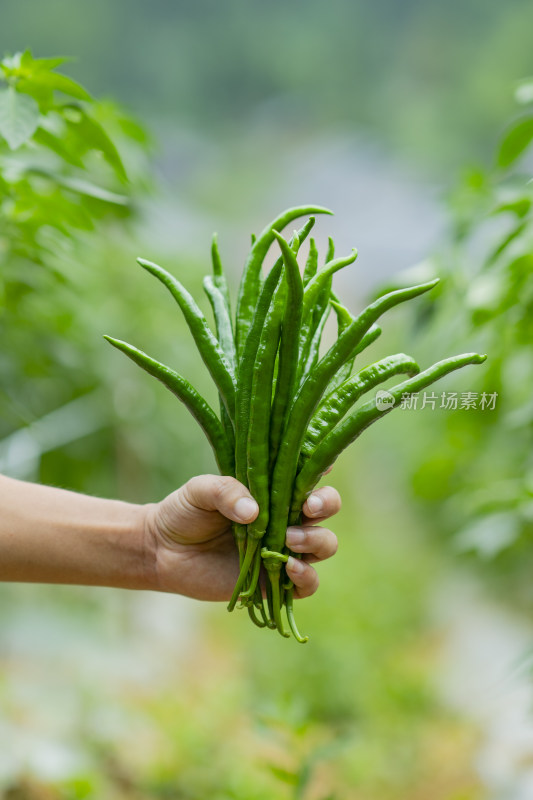 手捧新鲜绿色辣椒