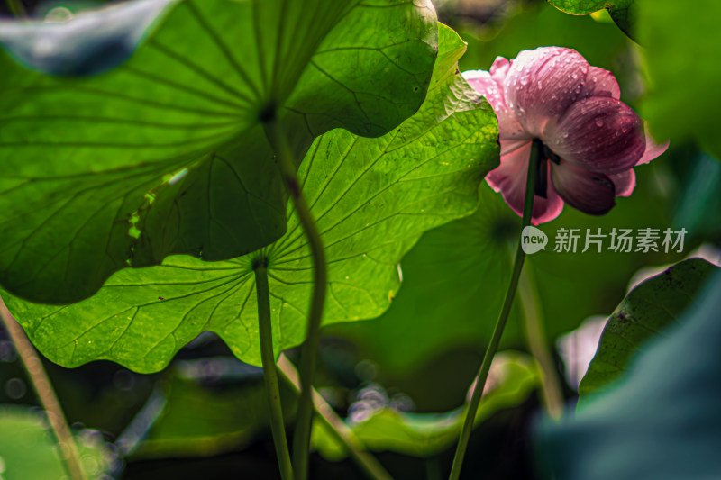 雨后荷花上的水珠