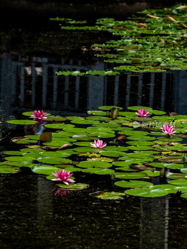 池塘睡莲莲花盛开