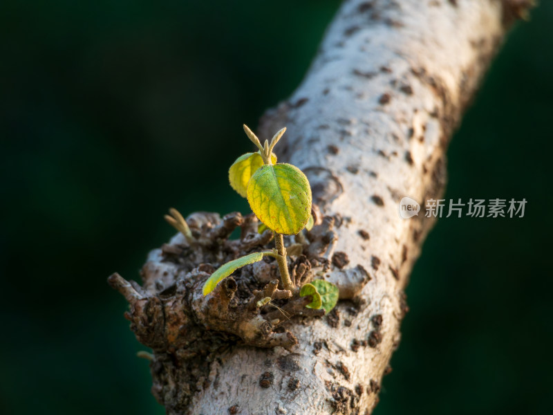 春天萌芽