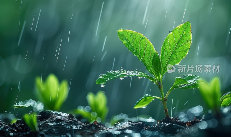 绿叶新芽春雨发芽小雨绿色生态背景