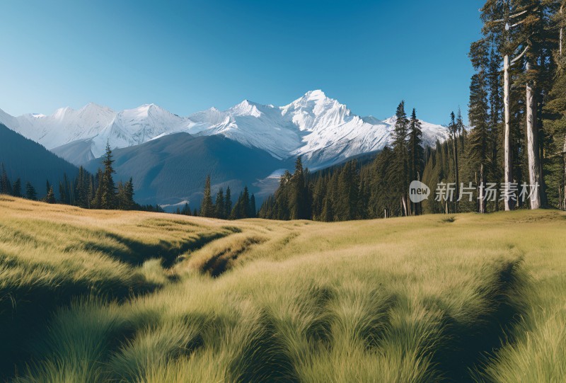 雪山高原草原森林风景