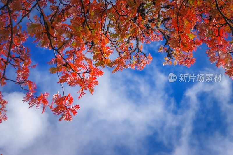 秋天枫叶红了自然风景