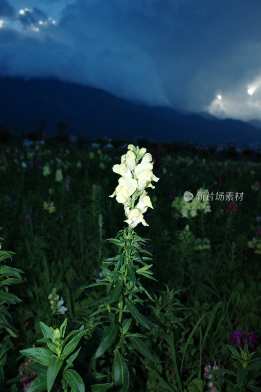 暮色中田野里的一朵白色鲜花