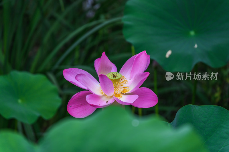 夏季荷塘荷花莲蓬荷叶特写