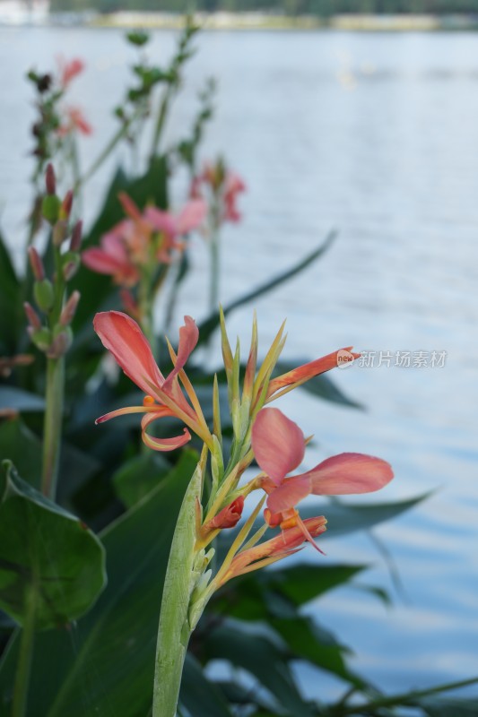 顺峰山公园蕉芋花