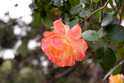 春天绽放的淡雅浅黄色玫瑰花月季花