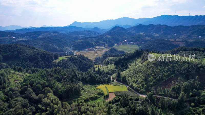 高山梯田秋收金黄稻田航拍