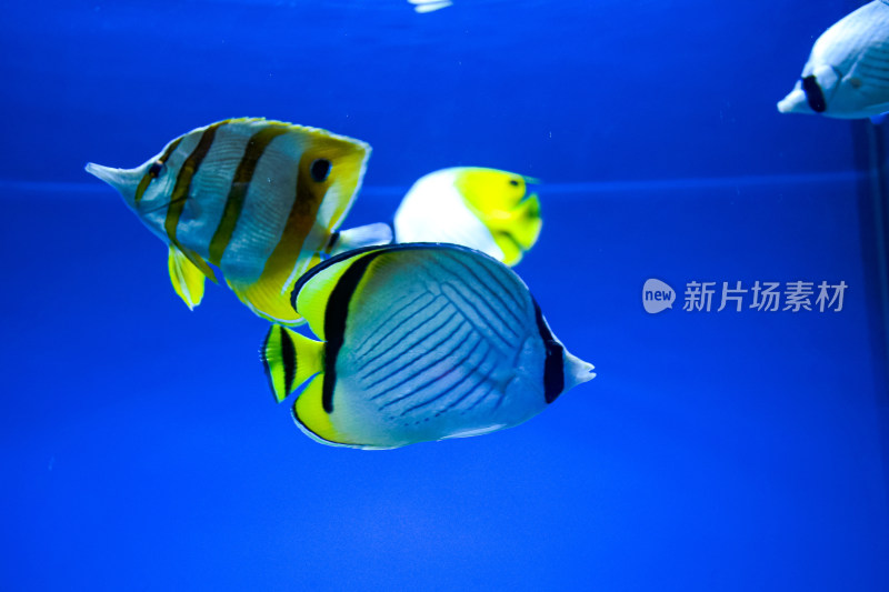 水族馆热带鱼