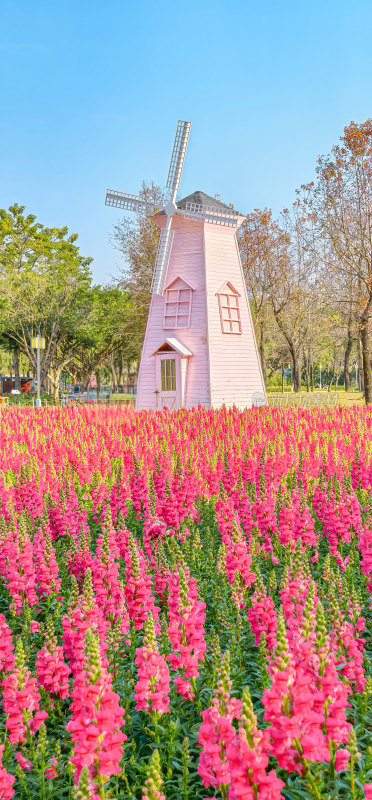 佛山市顺峰山公园盛开的金鱼草花海