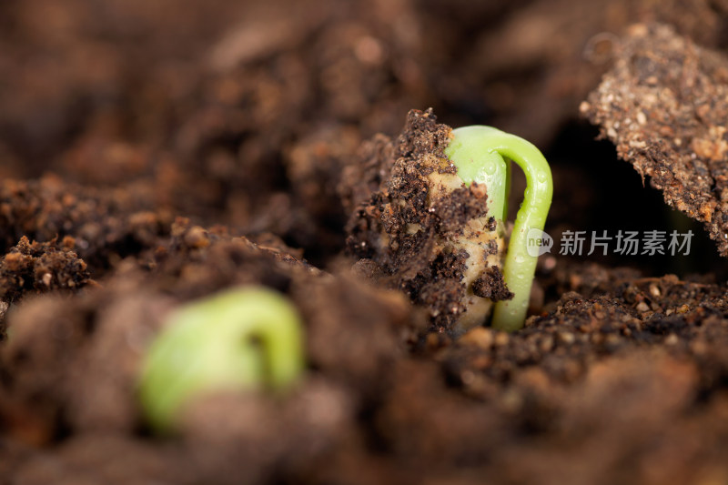 土壤里即将破土而出的黄豆芽