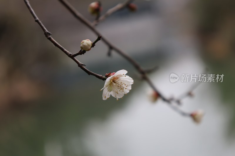 枝头含苞待放的白梅花特写