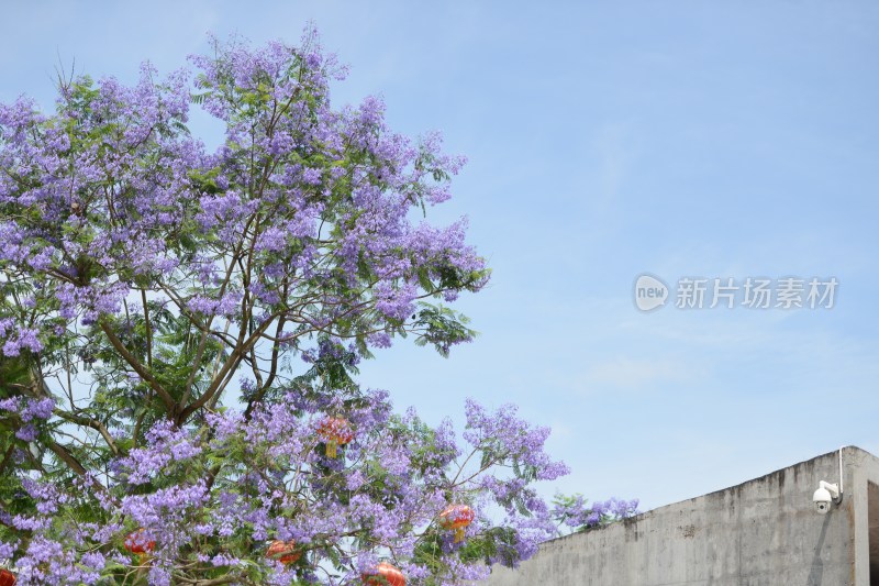 自贡老盐场里面的蓝花楹