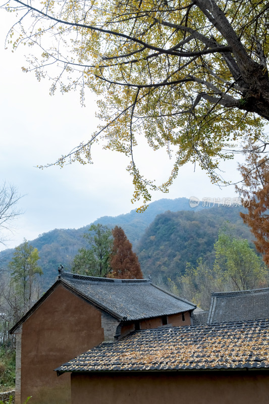 故乡老家房屋秋天银杏