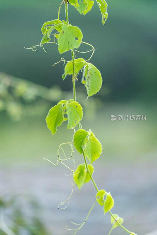 生长的植物叶子