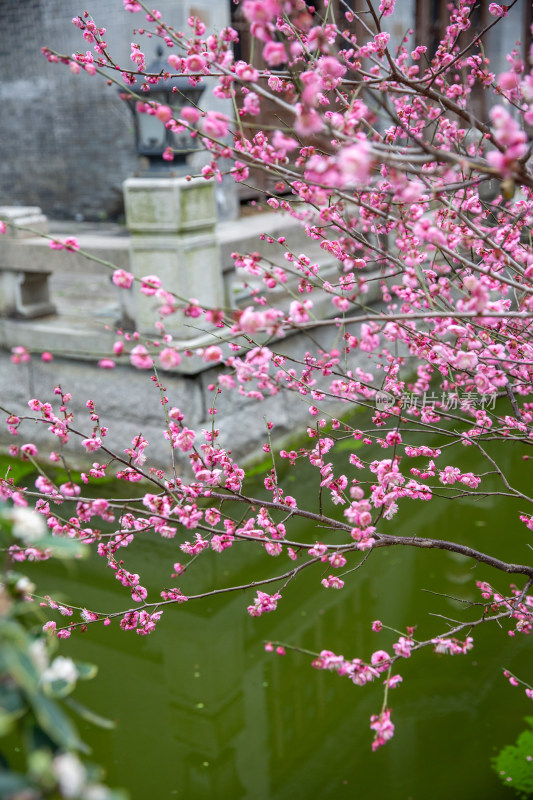 绽放的梅花