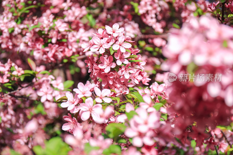 四月春天北美海棠花治愈