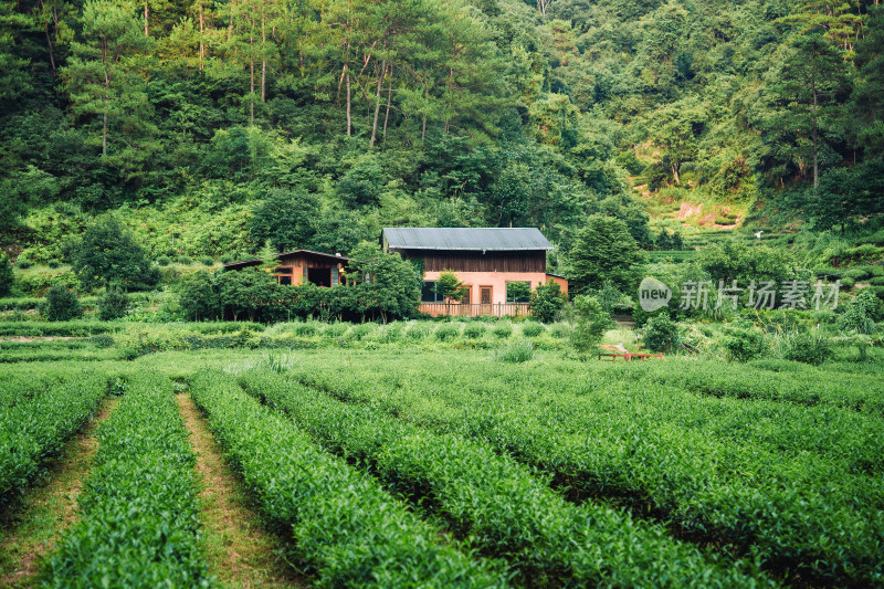 南平武夷山