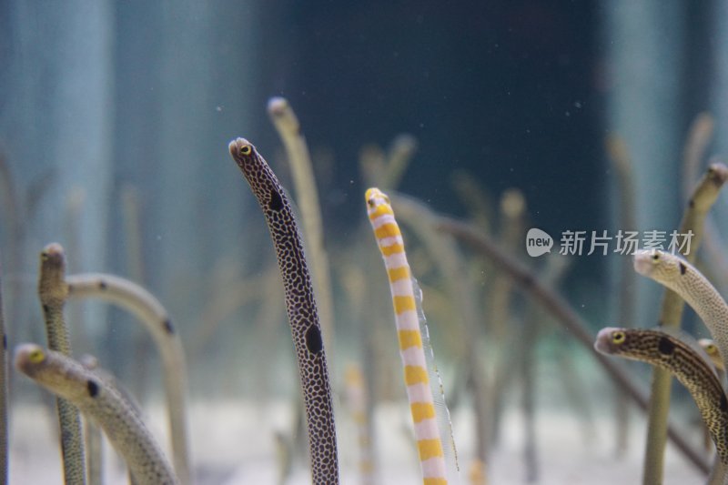 水族馆中多彩海鳗特写