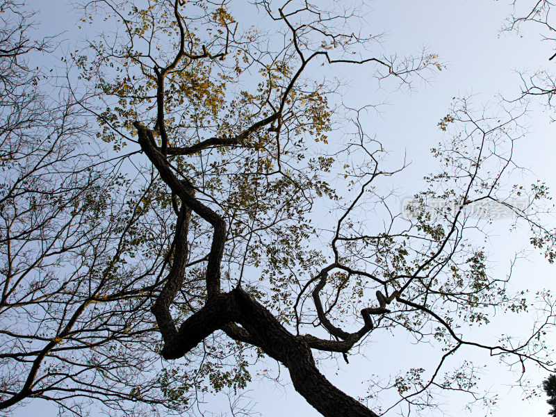 天空中光秃秃的树干树枝的自然风景