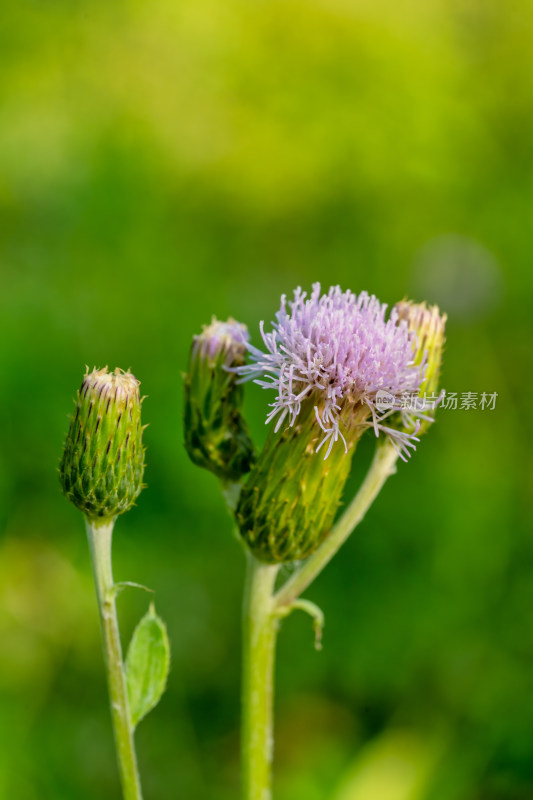 春天野外的小蓟草开花