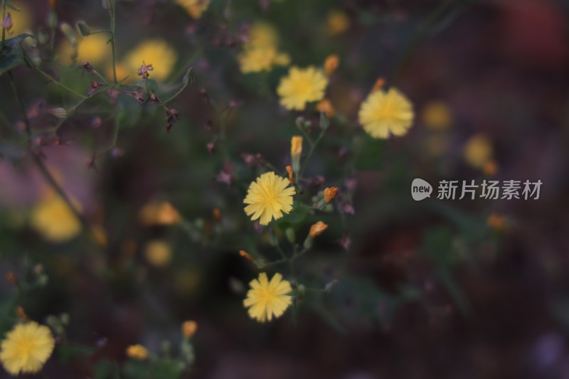 微距黄色小花特写