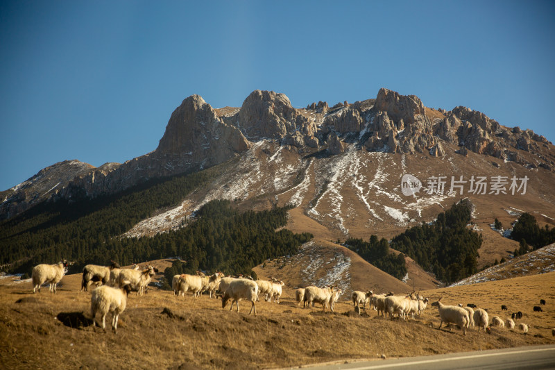 草原山峰下的羊群