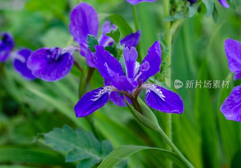 一朵紫色鸢尾花特写