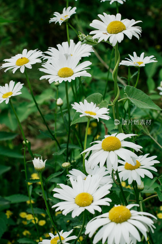 北京北坞公园雏菊