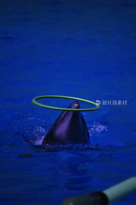 海豚表演瞬间
