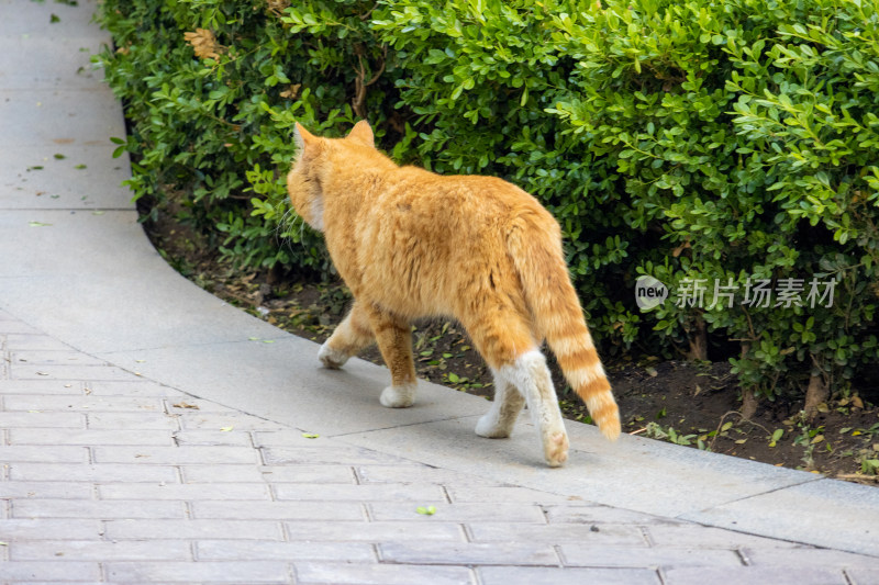 流浪猫橘猫