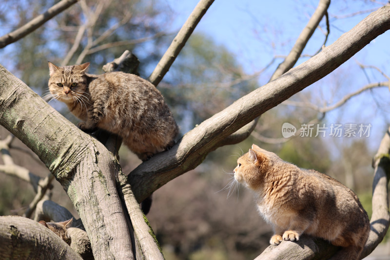 公园里的宠物猫金渐层和流浪猫狸花猫